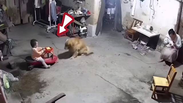 万物皆有灵，盘点狗狗对人类的那些暖心瞬间
