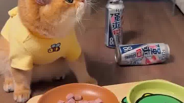 来个会说的！