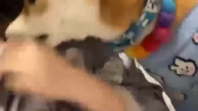 吃饱打厨子