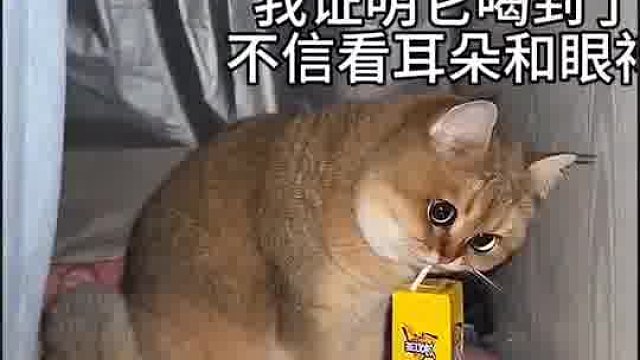 谁能拒绝傻憨憨的小猫咪