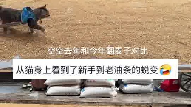 从憨猫到酷猫，今年真的不一样！