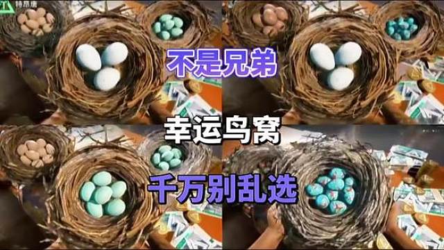 活动前瞻来啦！幸运鸟窝别随便摸，会开出枪皮和刀皮的