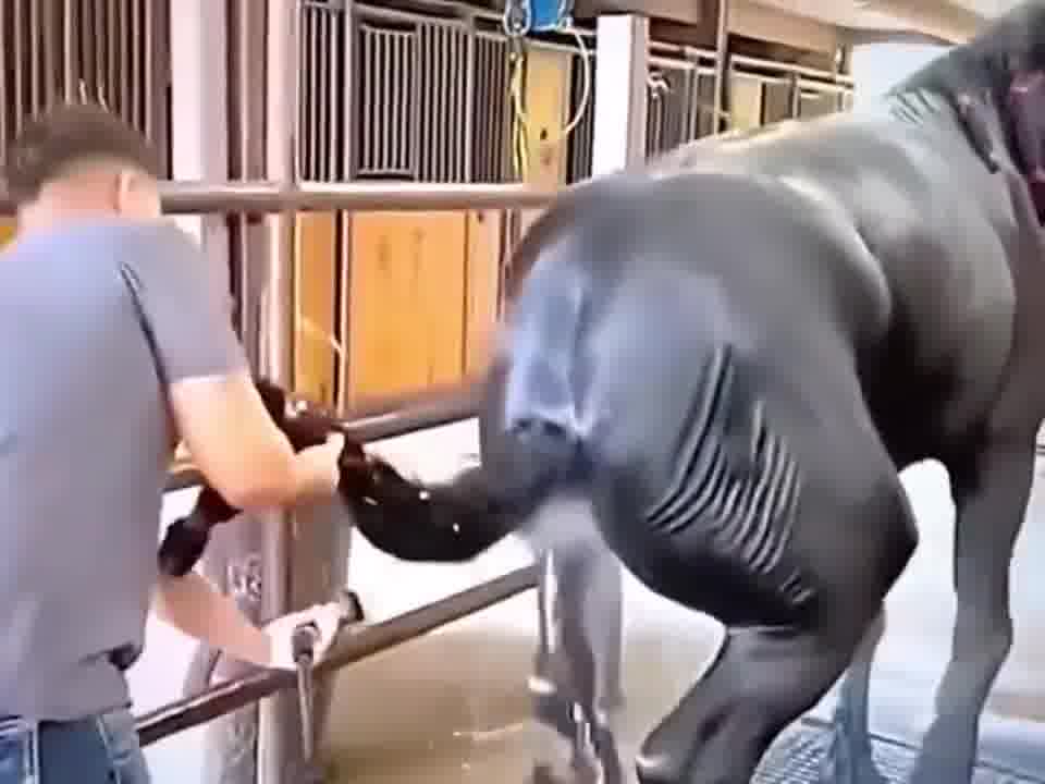 菊又惊
