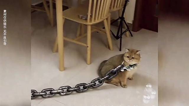 暴力的猫咪