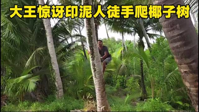 大王惊讶印泥人徒手爬椰子树