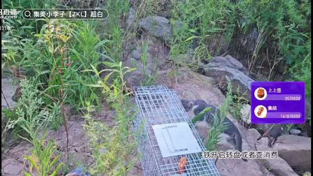 集美小李子成功钓到野猫小灰灰，直接加1w分，过程刺激惊喜