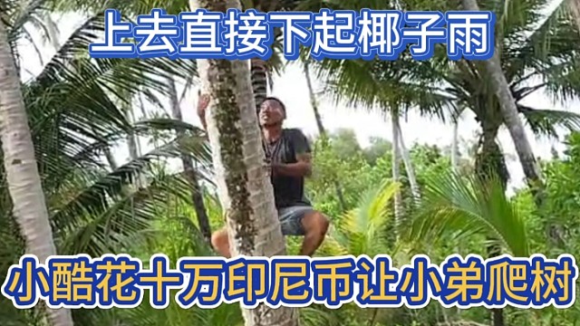 小酷花十万印尼盾让小弟爬树，上去直接下起椰子雨。