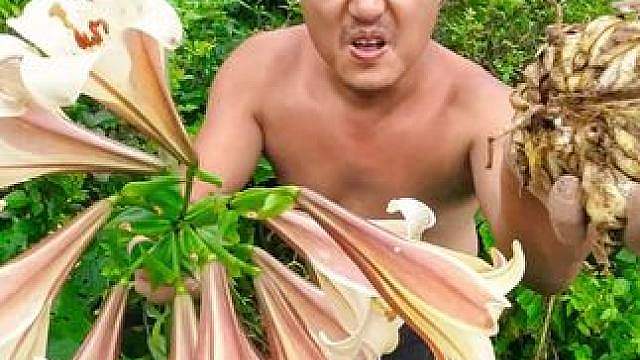 求生之路 龙神篇（19） 巡山晓暮寻灵草，野果充饥绕野冈。掘得经年白合株，芳花慢炖腊鲜香。