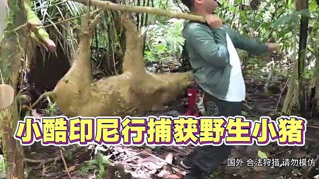 小酷印尼荒岛求生 捕获野猪 几个人都弄不过来 太搞笑了