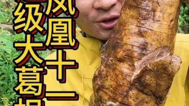 凤凰十一 住所倒塌没住处，超级葛根烤核桃