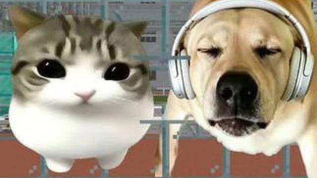 今天我们挑战的是小猫大狗双子星