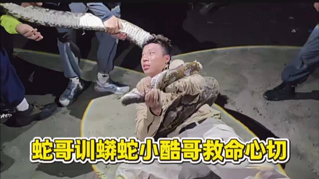 蛇哥训蟒蛇小酷哥救命心切