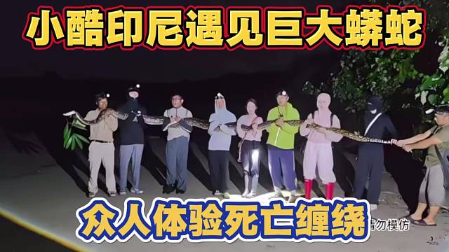 小酷印尼遇见巨大蟒蛇 众人体验死亡缠绕