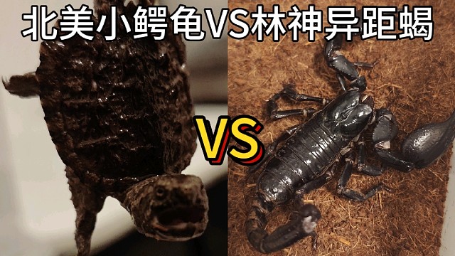 北美小鳄龟VS林神异距蝎