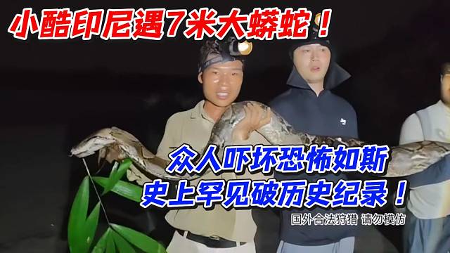 小酷印尼遇7米大蟒蛇众人吓坏恐怖如斯！史上罕见破历史记录