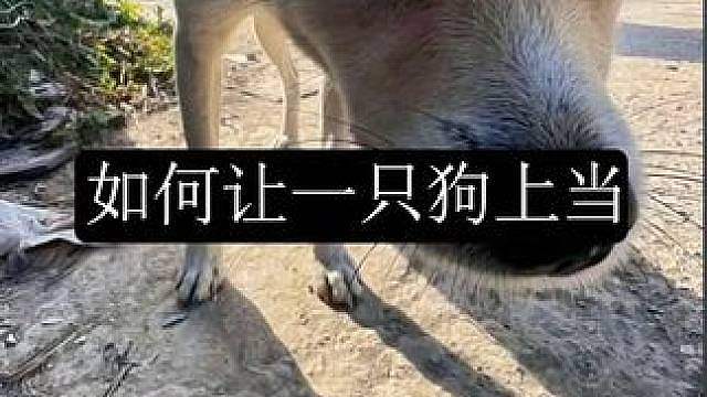 如何让一只狗上当