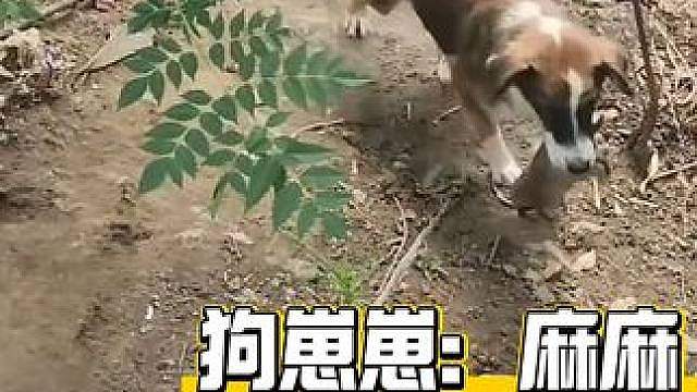 狗崽崽：麻麻我们一定要住这吗