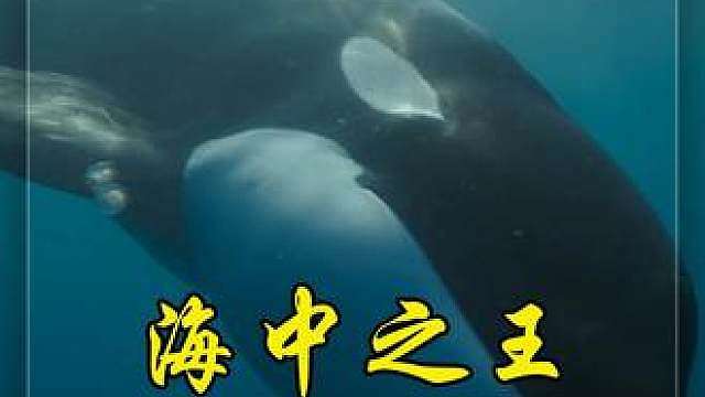 虎鲸在海里什么都吃，从弱小的沙丁鱼到凶猛的大白鲨，都是它餐盘上的食材，它是海洋之中当之无愧的霸主