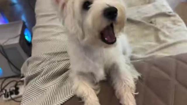 表哥这啥狗
