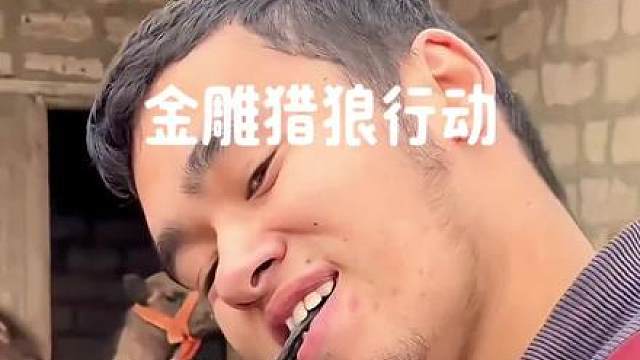 嚣张狼群频繁偷袭牧场，金雕出手强势制裁野狼