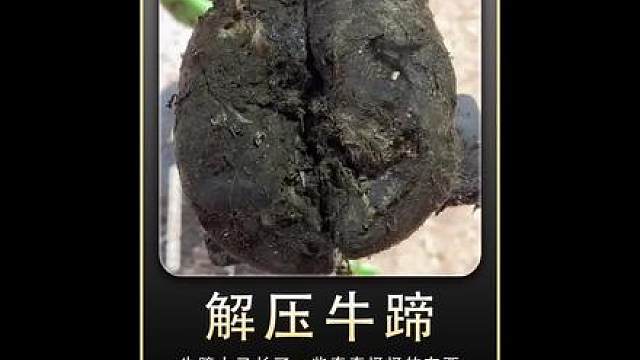 没等开刮就倒沫子的牛蹄你见过吗？
