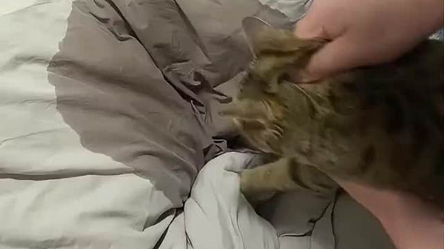 猫咪身上的这些隐藏bug你都知道吗？​