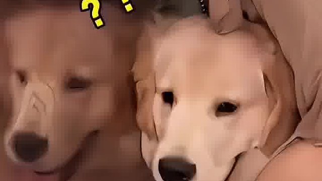 这狗狗真好