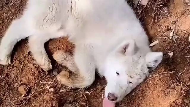 养狗的乐趣#狗狗