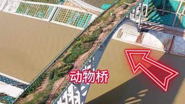 这就是我国上过央视报道的平陆运河动物桥