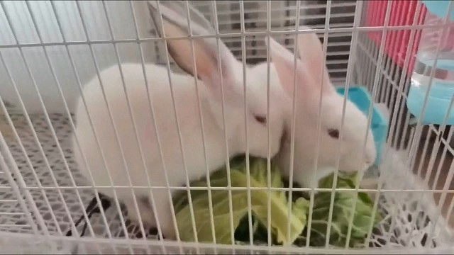 刚开始，我以为两只都是“小白兔”，原来有一只是“八点黑”。