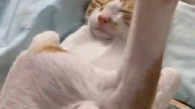 小猫的雷霆大脚好肥美
这么小的小猫怎么长这么大的大脚！ ​​​