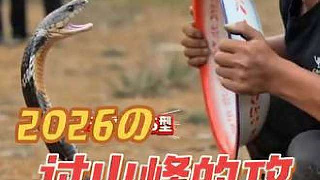 刀疤哥户外科普眼镜王蛇（过山峰）的攻击姿态