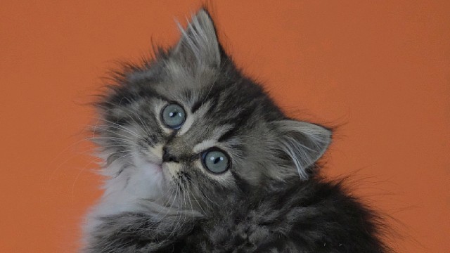 西伯利亚森林猫棕虎斑加白弟弟，找家长啦