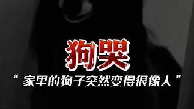 奇怪的狗子