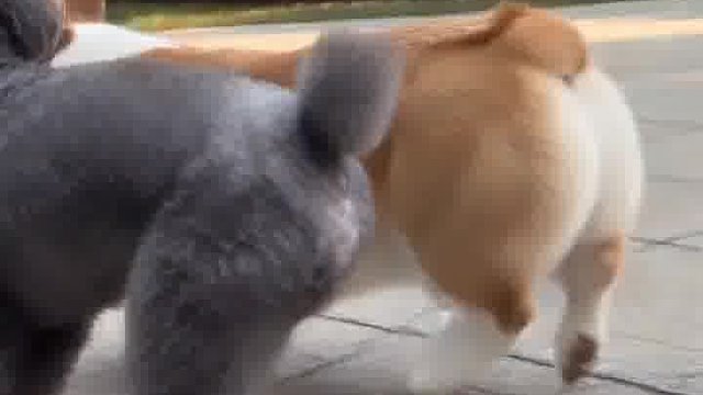 十一开心