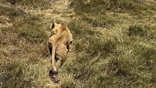 顶级狩猎者的姿态 这段视频拍摄于东非坦桑尼亚的恩戈罗恩戈罗火山口附近，源自 Safari 导览 Saidi，他与旅行者静静等候一小时，目睹一头母狮潜行逼近角马与斑马兽群。回归自然与野性，这也是东非草原最动人的瞬间。