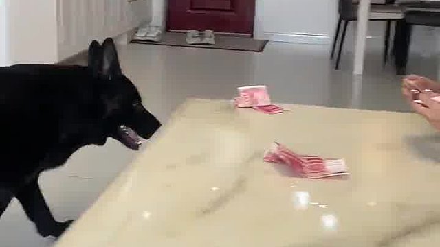 好狗