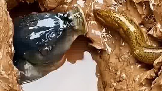 泥鳅自己送上门的