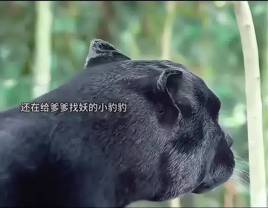 爹爹第一次带儿子捉妖，开了天眼发现儿子是个小豹妖，#父子# #古代#