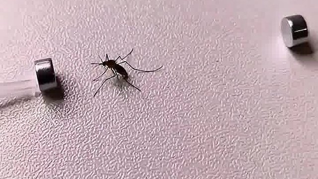 磁铁消灭蚊子，结局亮了