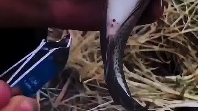 鱼肚子上拔虫，鱼：你小子拔错了！