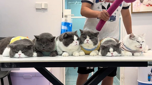 一滴一滴伤透咪的心 #卡点舞#梦的翅膀受了伤 #大脸猫