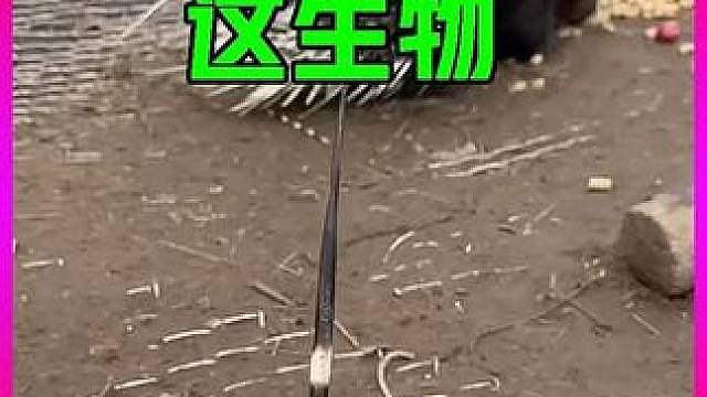 千万别惹这生物，它不是猪也不是刺猬