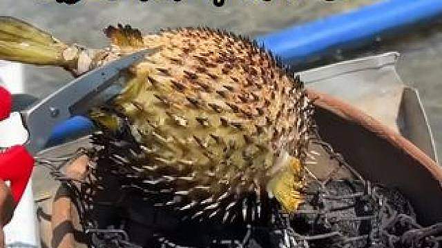 刚抓的刺河豚，海边人直接烤了撕开就吃，开眼界了
