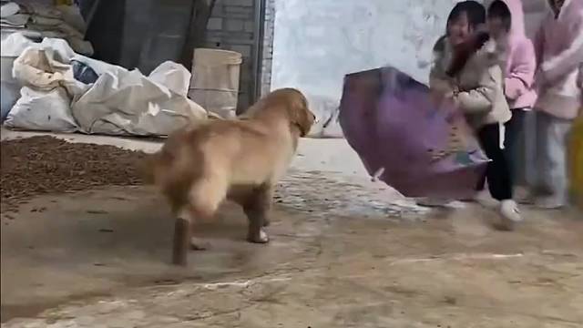 狗狗的快乐就是这么简单 #说说狗狗温暖瞬间