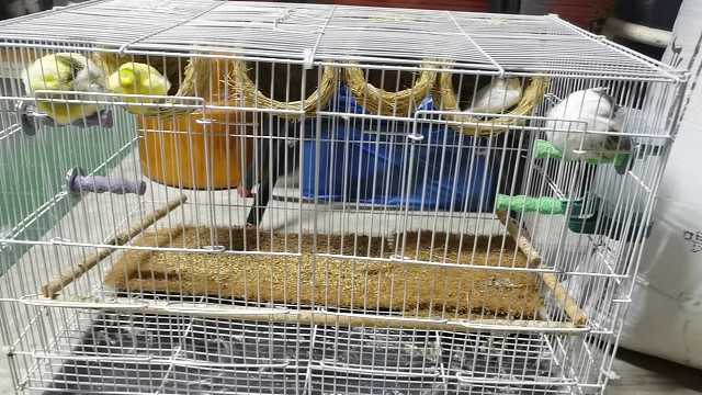 睡觉的时候会缩成一个球状