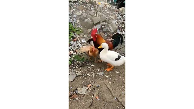 还是鸭子会办事