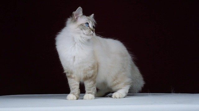 山猫重点色布偶找家长啦