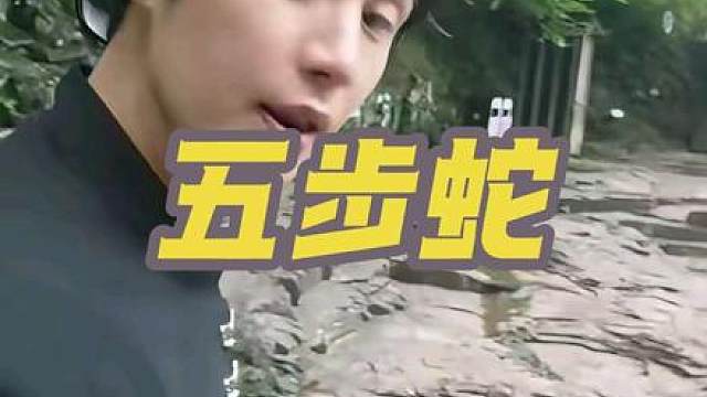 童锦程百丈漈景区遇五步蛇，起初童锦程看小还没怕！豆包一查是五步蛇赶紧联系景区工作人员抓，太危险了