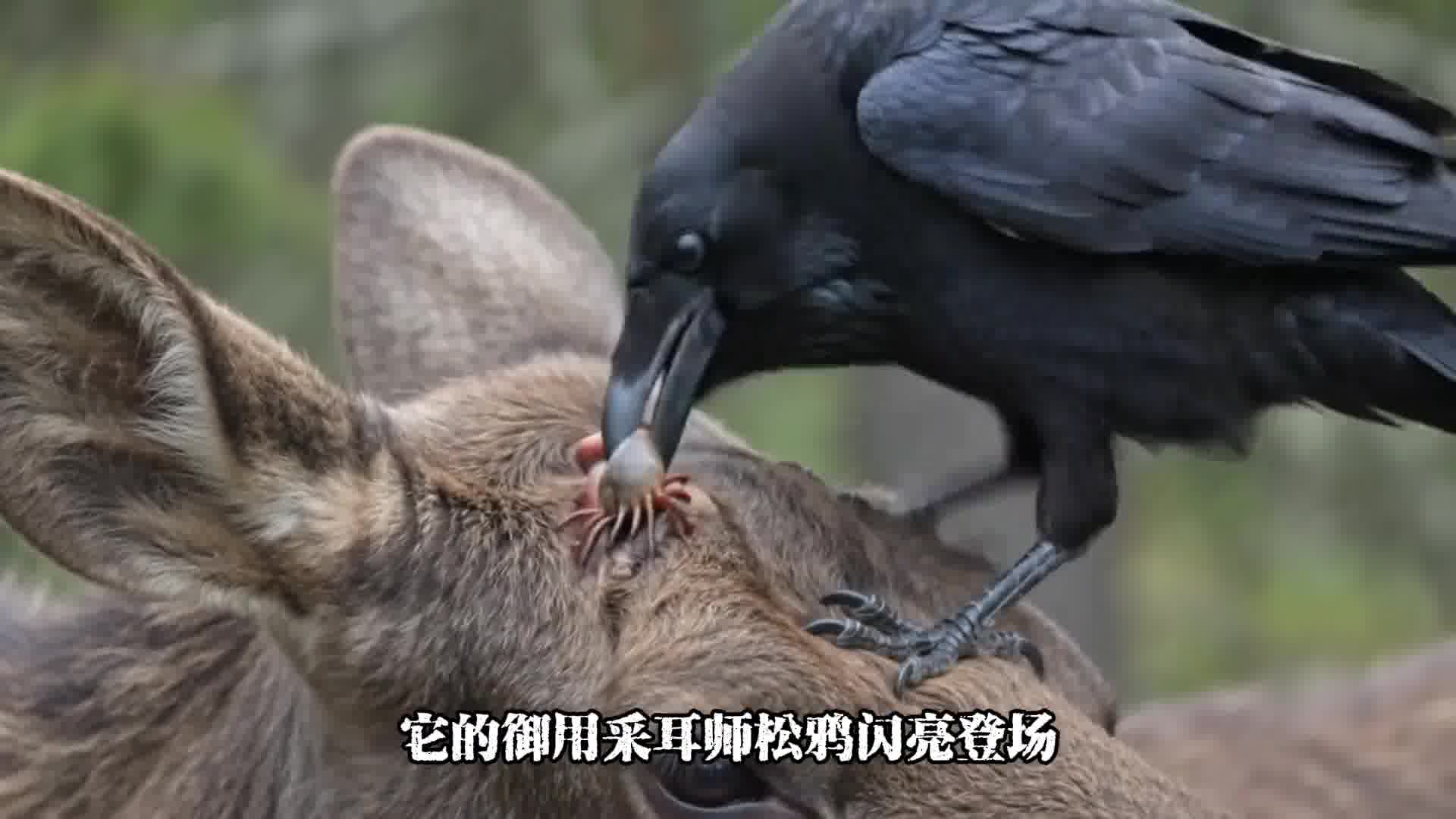 我的天，这也太解压了